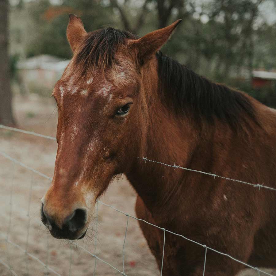 horse2_cattyshack_ranch_pic01