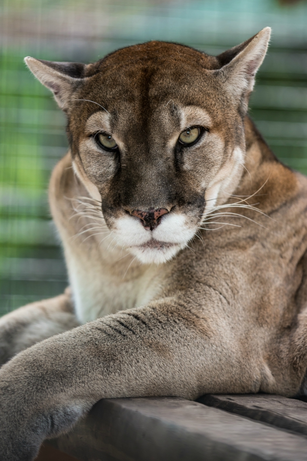 Al, male puma